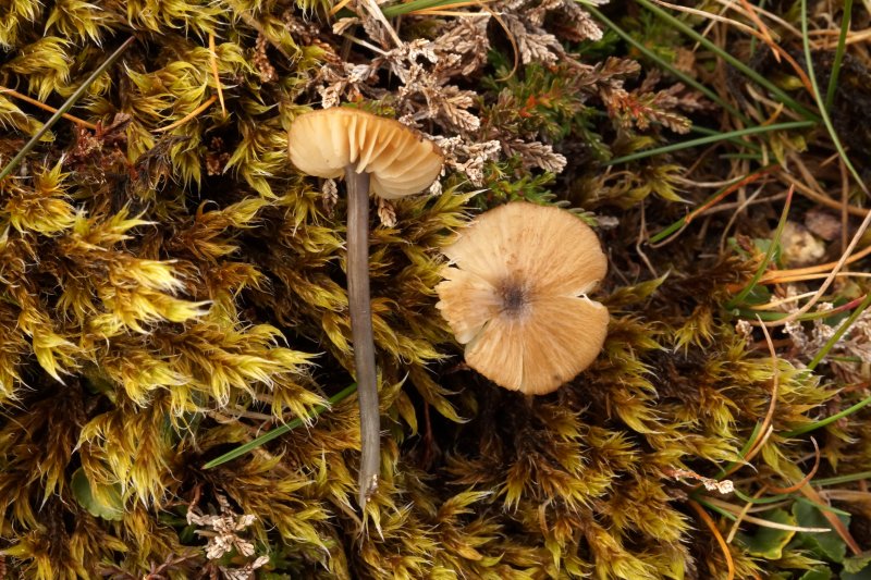 Entoloma exile var. exilePhotographer:  David Mitchel