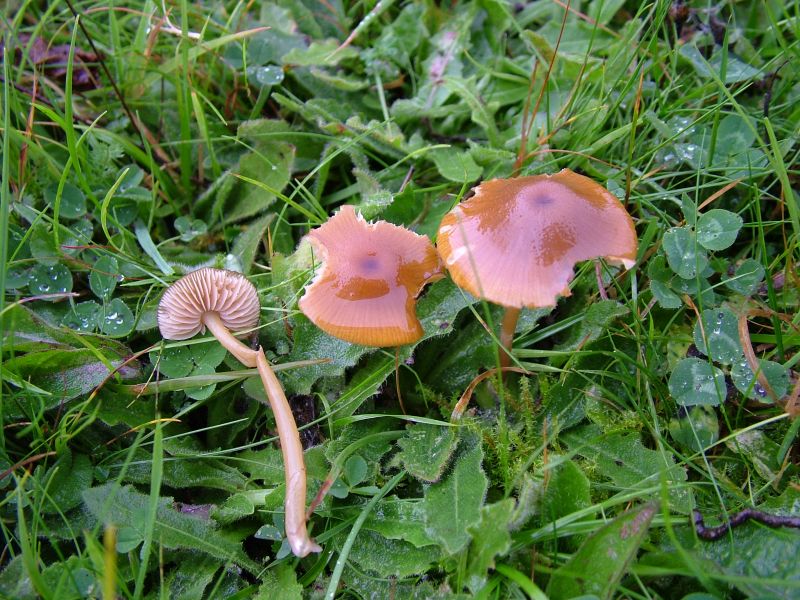 Entoloma formosumPhotographer:  David Mitchel