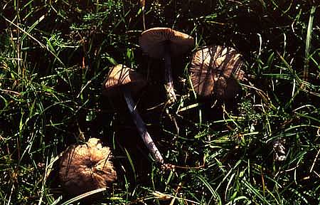 Entoloma griseocyaneumPhotographer:  David Mitchel