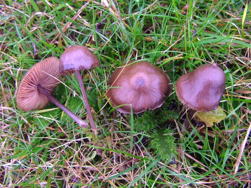 Entoloma hebesPhotographer:  David Mitchel