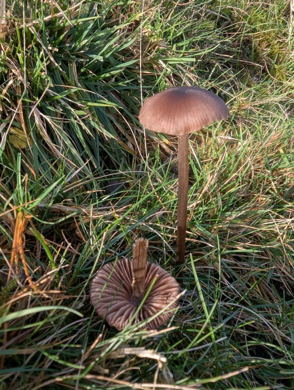 Entoloma hirtipesPhotographer: � David Mitchel