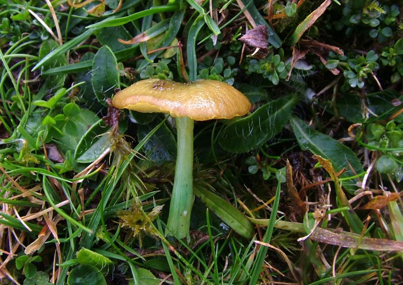 Entoloma incanumPhotographer:  David Mitchel