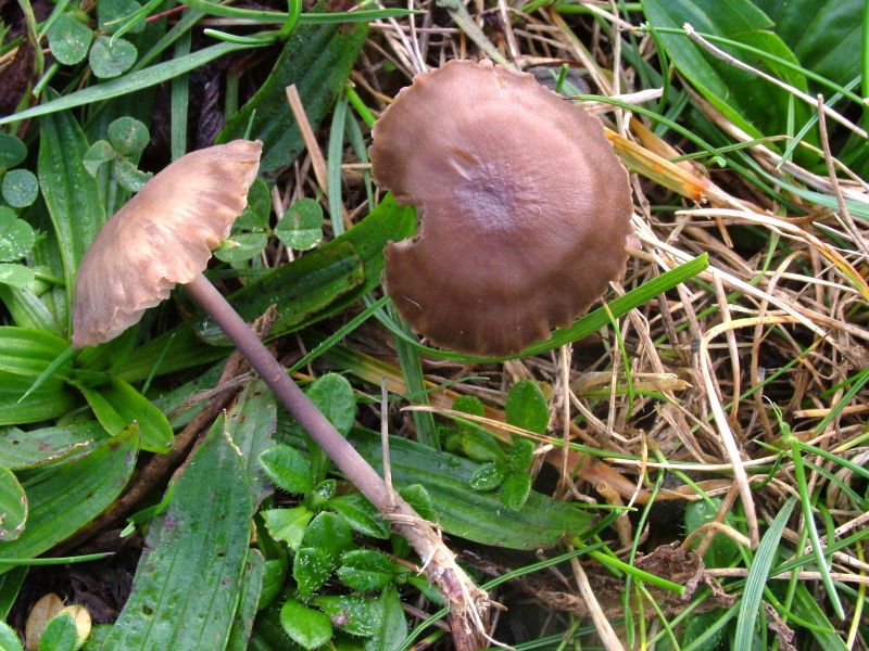 Entoloma infula var. infulaPhotographer:  David Mitchel