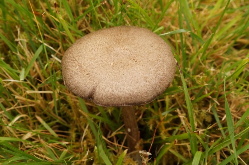 Entoloma jubatumPhotographer:  David Mitchel