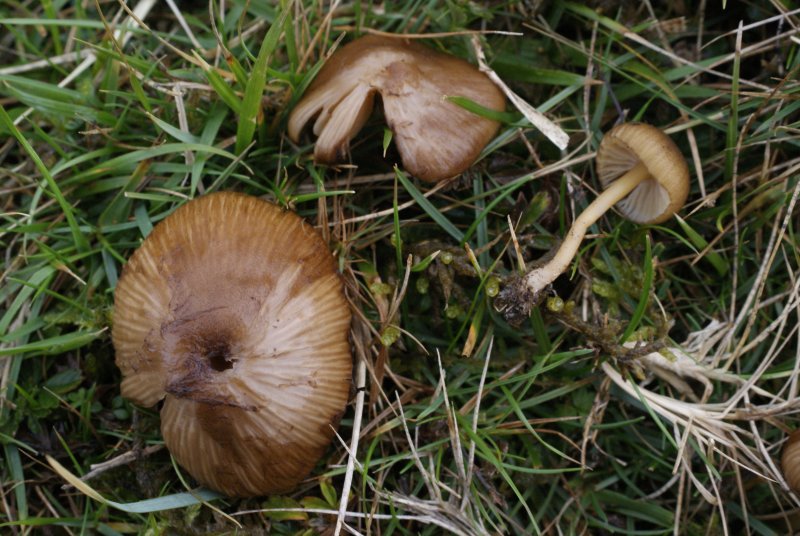 Entoloma longistriatum var. longistriatumPhotographer:  David Mitchel