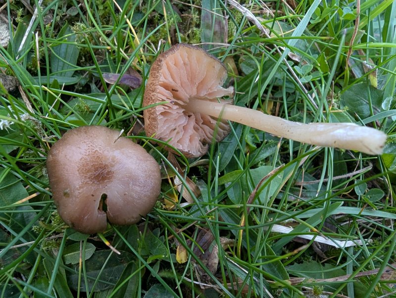 Entoloma mediterraneensePhotographer: � David Mitchel