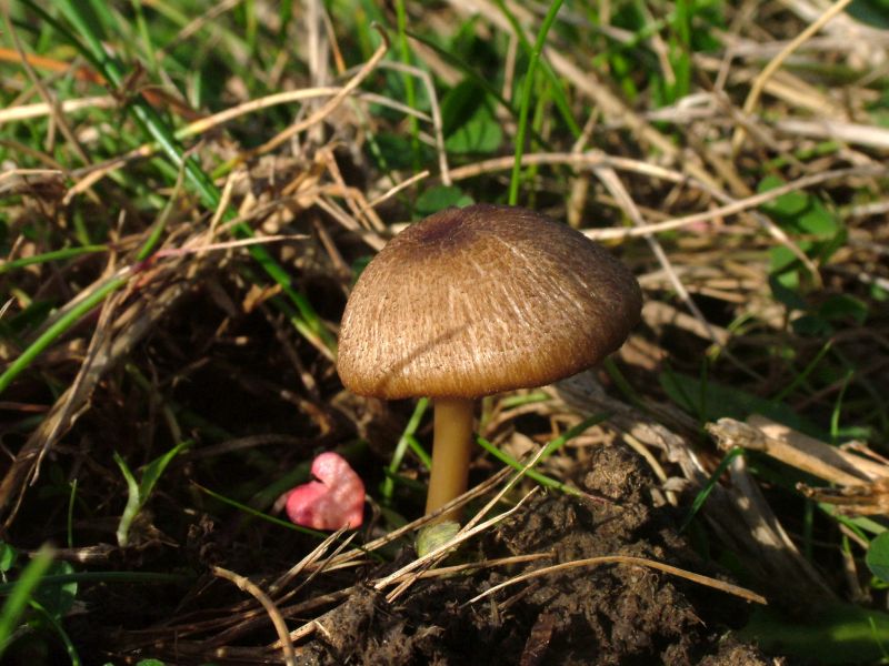 Entoloma ochromicaceumPhotographer: © David Mitchel