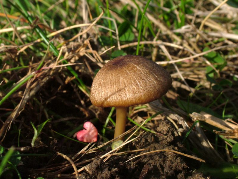 Entoloma ochromicaceumPhotographer:  David Mitchel