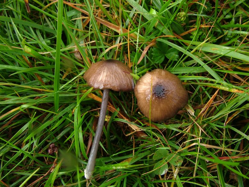 Entoloma poliopus var. poliopusPhotographer:  David Mitchel