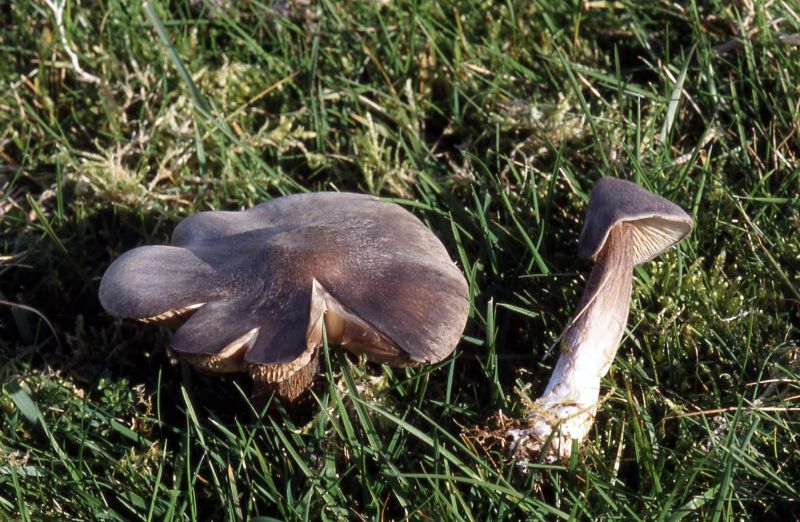 Entoloma porphyrophaeumPhotographer:  David Mitchel