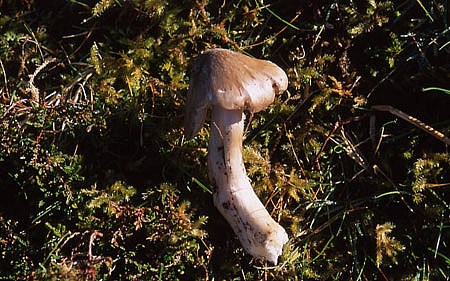 Entoloma prunuloidesPhotographer:  David Mitchel