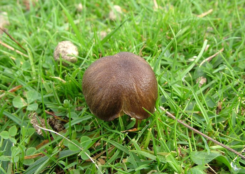 Entoloma pseudoturciPhotographer:  David Mitchel