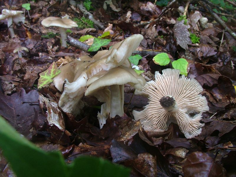 Entoloma rhodopoliumPhotographer:  David Mitchel