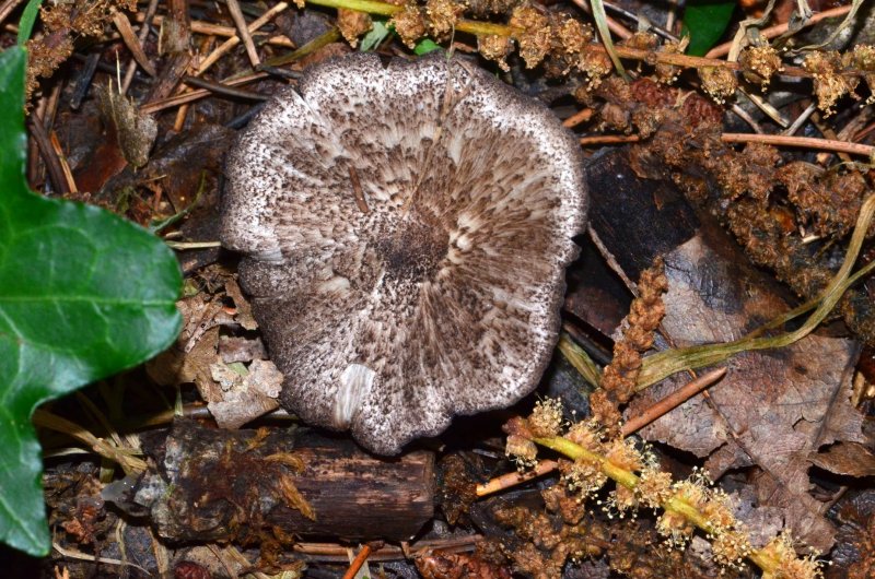 Entoloma scabiosumPhotographer:  Chris Stretch