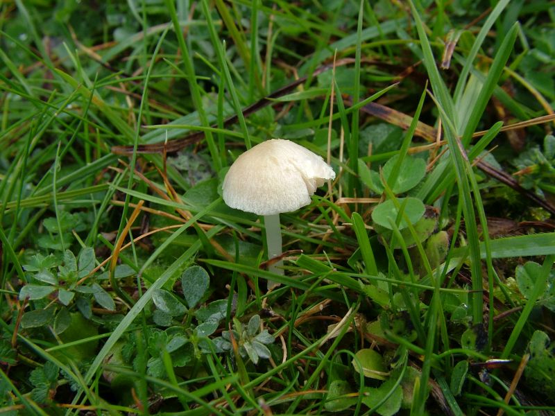 Entoloma sericellumPhotographer:  David Mitchel