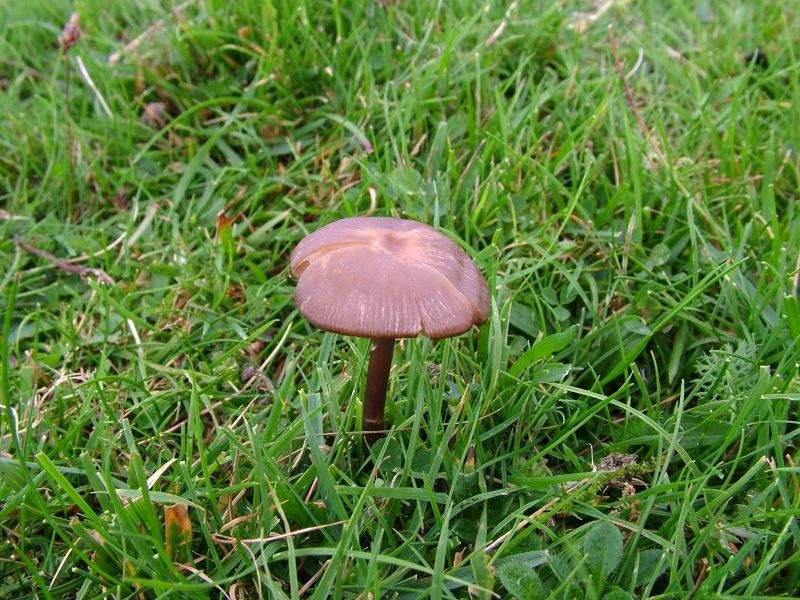 Entoloma sericeum var. sericeumPhotographer:  David Mitchel