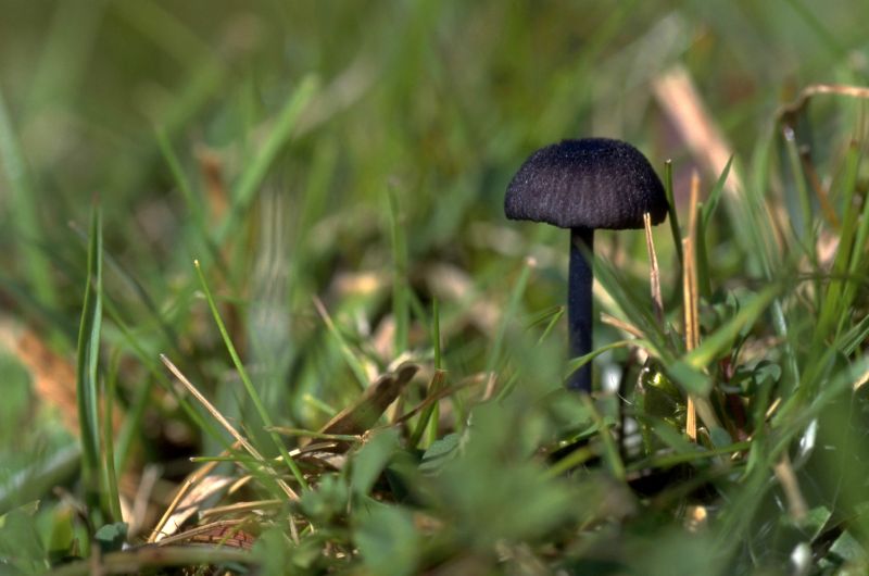 Entoloma serrulatumPhotographer:  Mark Wright