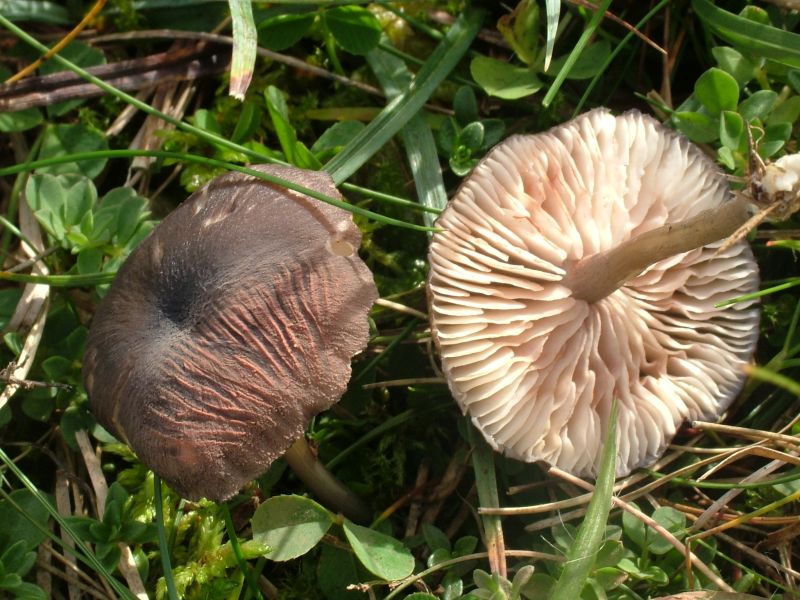 Entoloma turciPhotographer:  David Mitchel