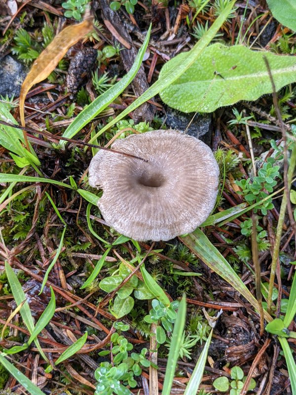 Entoloma undatumPhotographer:  Chris Stretch