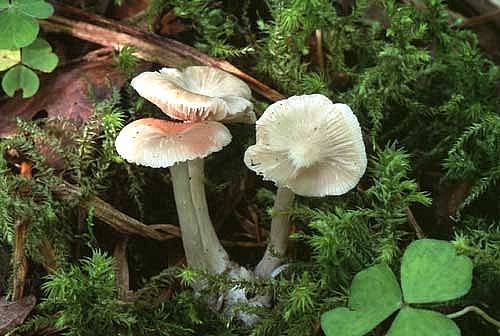 Entoloma vinaceumPhotographer:  David Mitchel