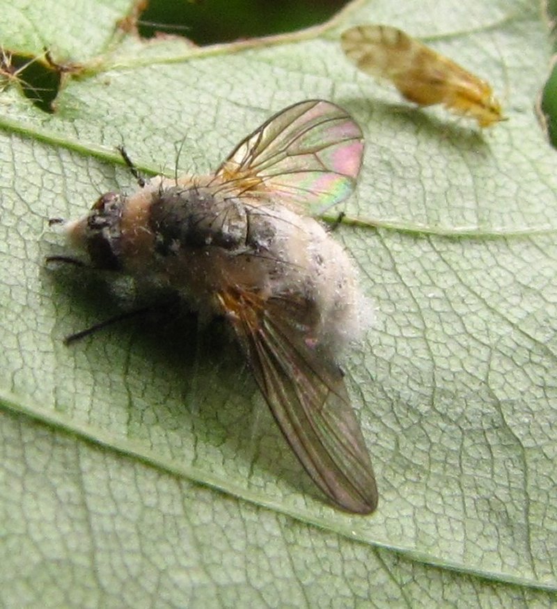 Entomophthora muscaePhotographer:  Debbie Nelson