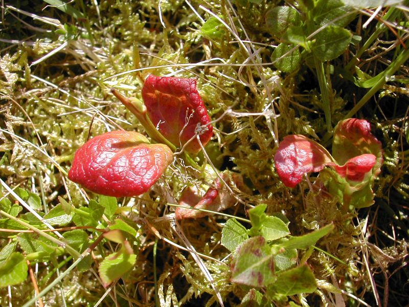 Exobasidium myrtilliPhotographer:  David Mitchel