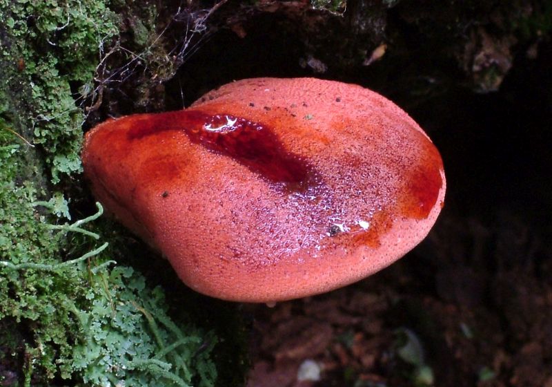 Fistulina hepaticaPhotographer:  David Mitchel