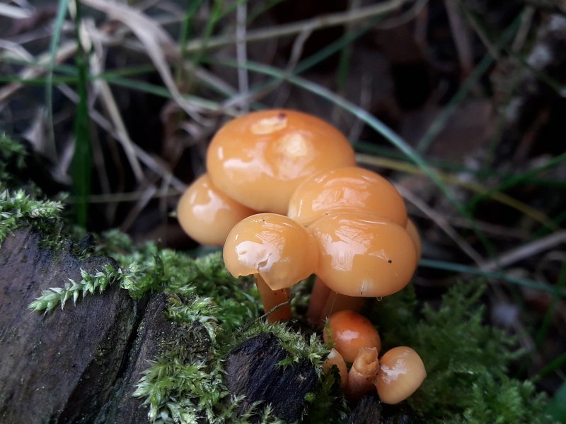 Flammulina elasticaPhotographer:  Simeon Cathcart