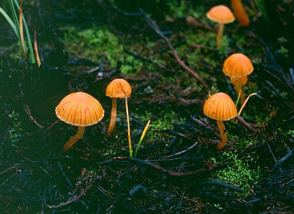 Galerina hypnorumPhotographer:  Roy Anderson