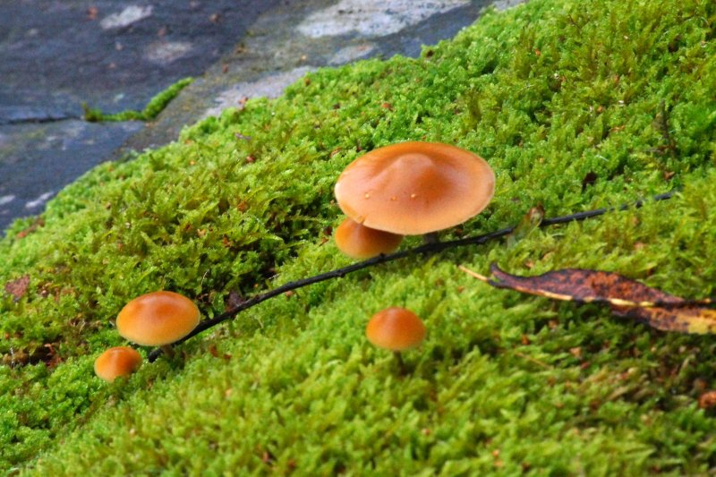 Galerina marginataPhotographer:  David Mitchel