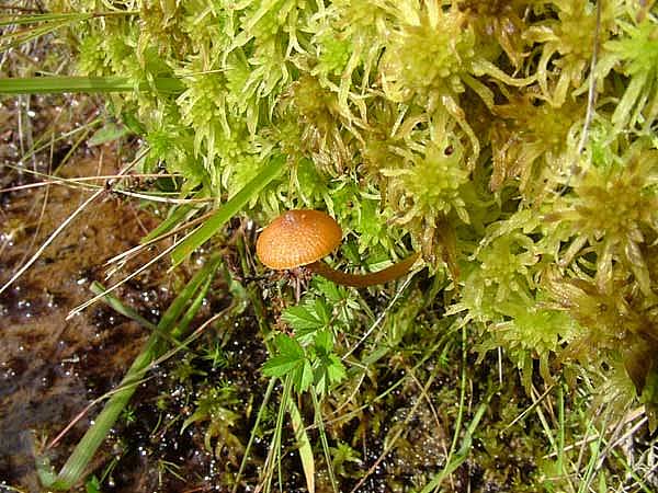 Galerina paludosaPhotographer:  David Mitchel