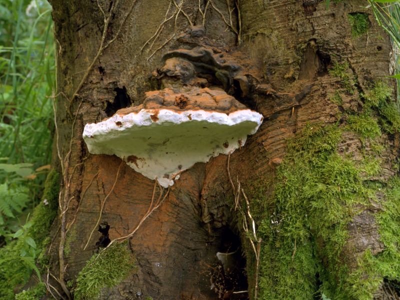 Ganoderma adspersumPhotographer:  Mark Wright