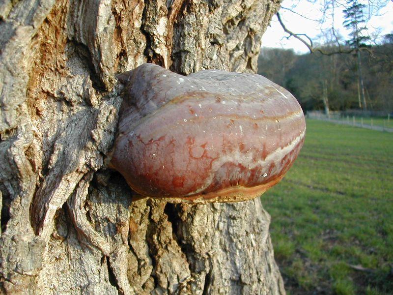 Ganoderma resinaceumPhotographer:  David Mitchel