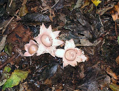 Geastrum fimbriatumPhotographer:  Ronnie Irvine