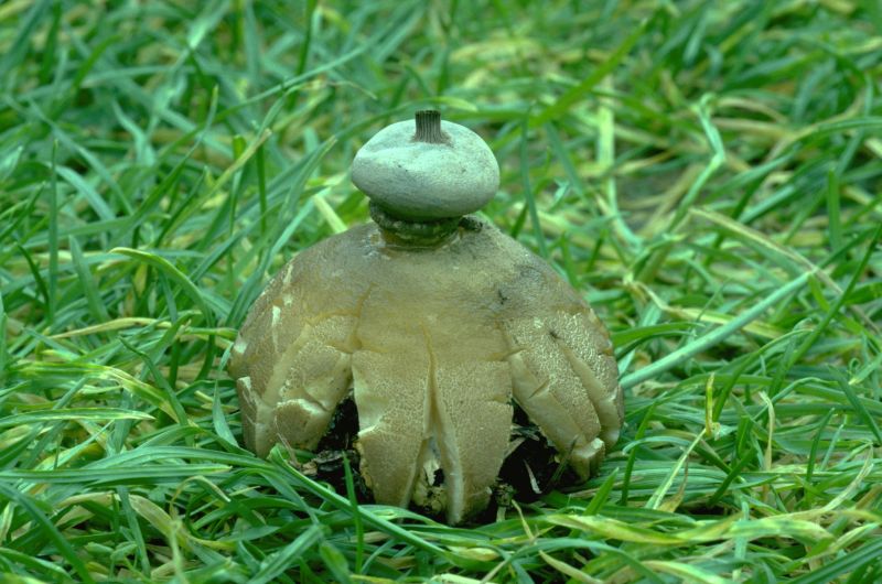 Geastrum pectinatumPhotographer:  David Mitchel