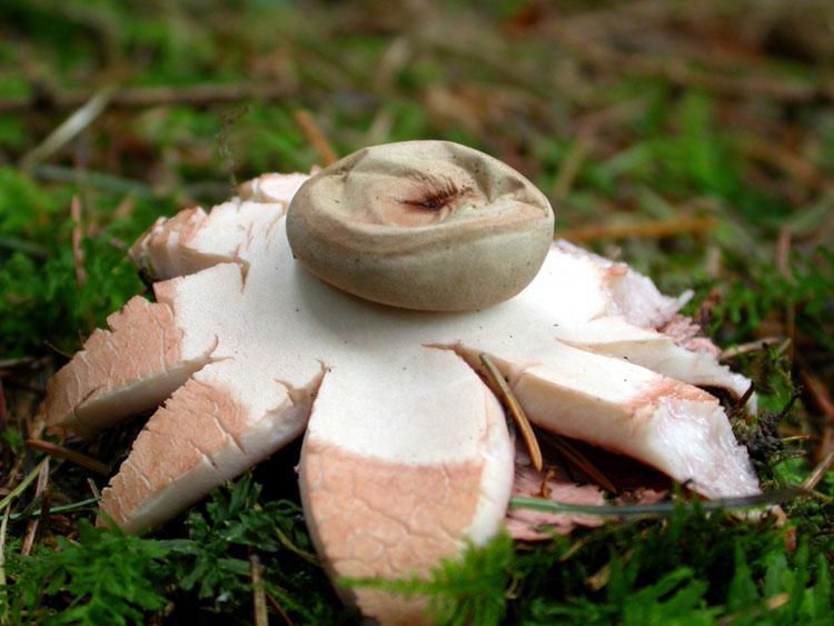 Geastrum rufescensPhotographer:  Nigel Jones