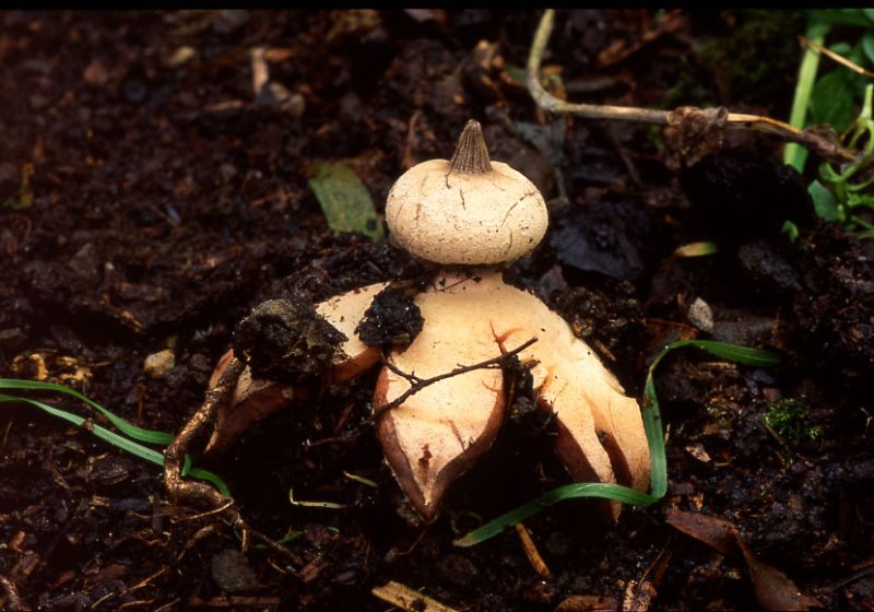 Geastrum striatumPhotographer:  Chris Stretch