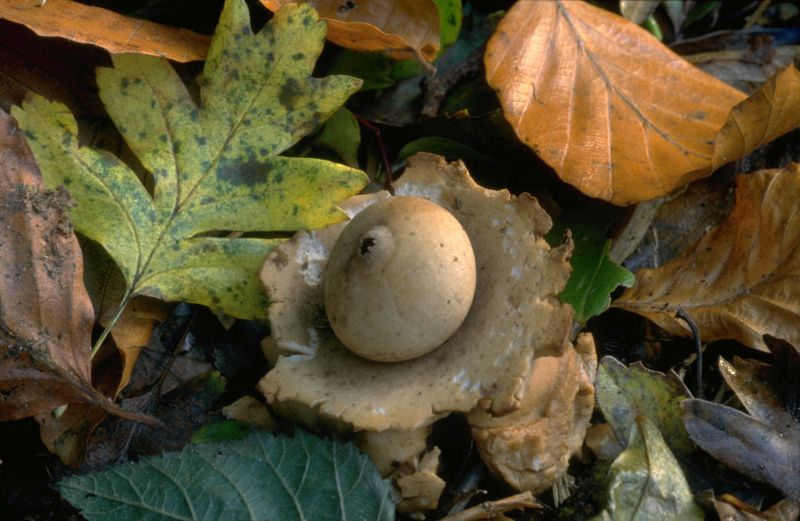 Geastrum triplexPhotographer:  David Mitchel