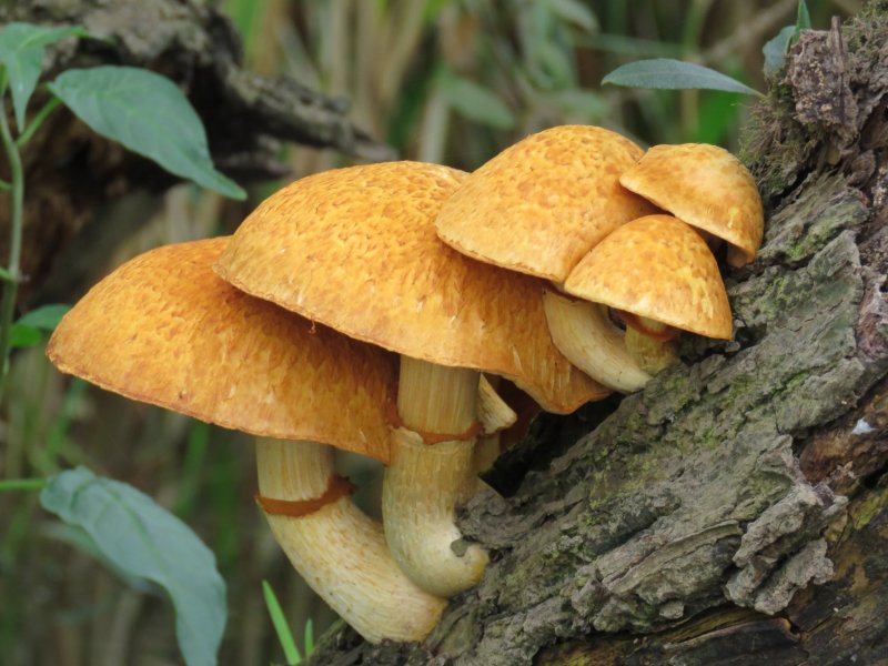 Gymnopilus junoniusPhotographer:  Donna Rainey