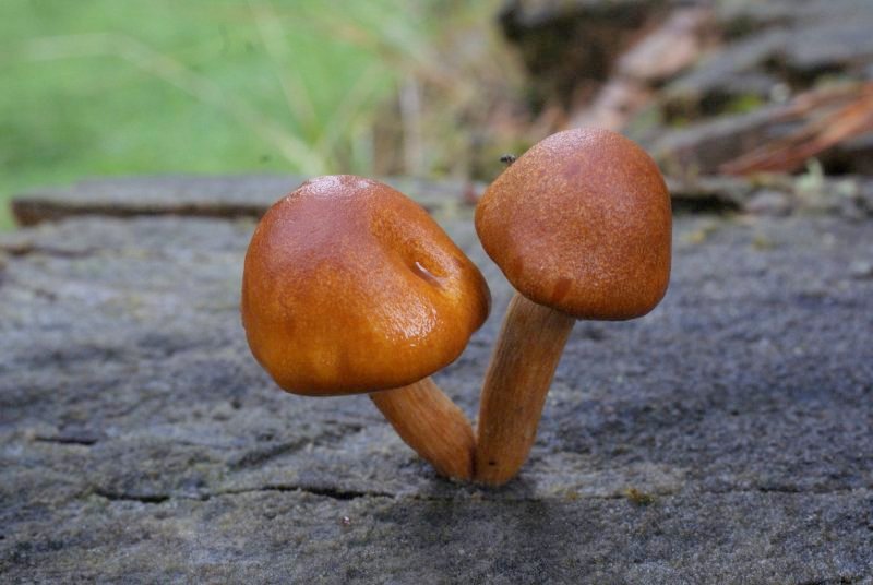 Gymnopilus penetransPhotographer:  David Mitchel