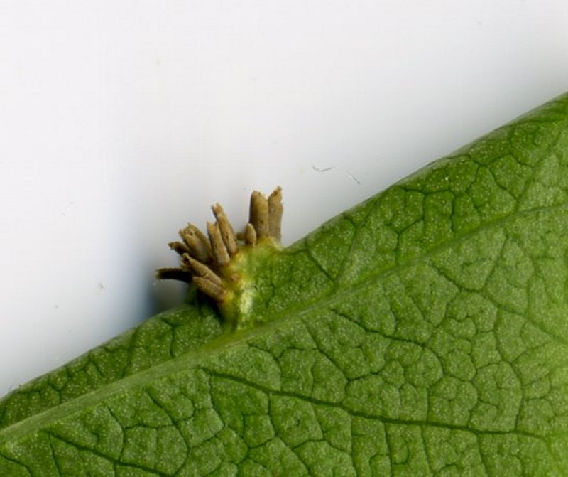 Gymnosporangium confusumPhotographer: � David Mitchel