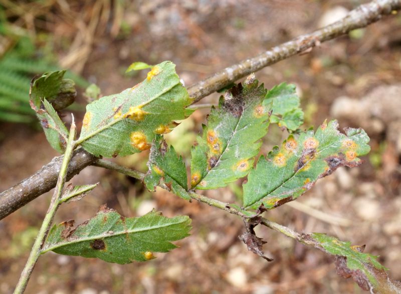 Gymnosporangium cornutumPhotographer:  Chris Stretch