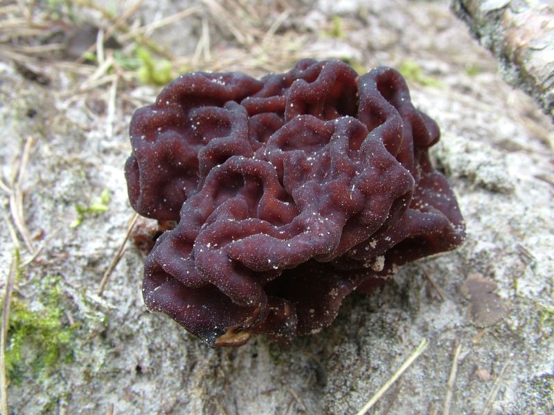 Gyromitra esculentaPhotographer:  David Mitchel