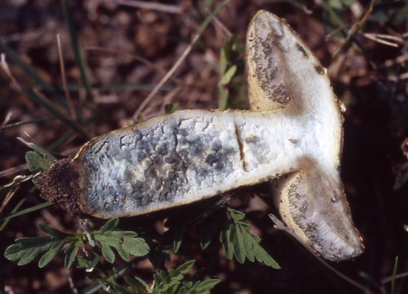 Gyroporus castaneusPhotographer:  David Mitchel