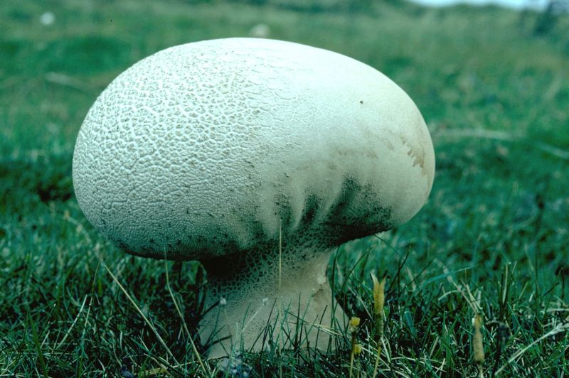 Lycoperdon utriformePhotographer:  David Mitchel