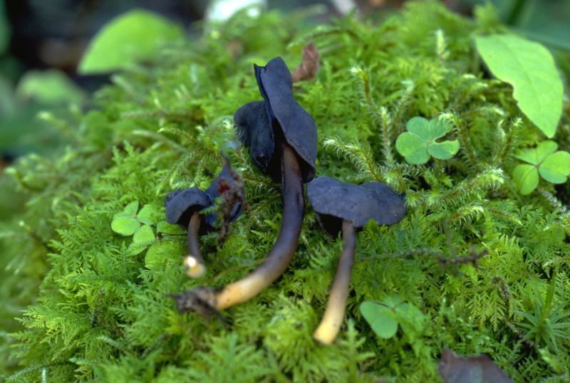 Helvella atraPhotographer:  Mark Wright