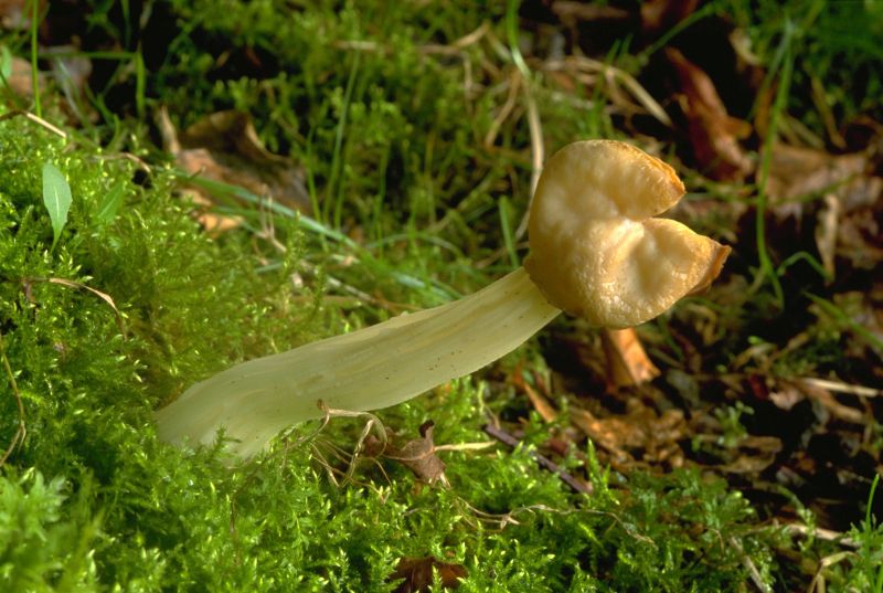 Helvella crispaPhotographer:  David Mitchel