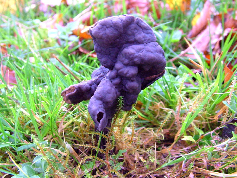 Helvella lacunosaPhotographer:  David Mitchel