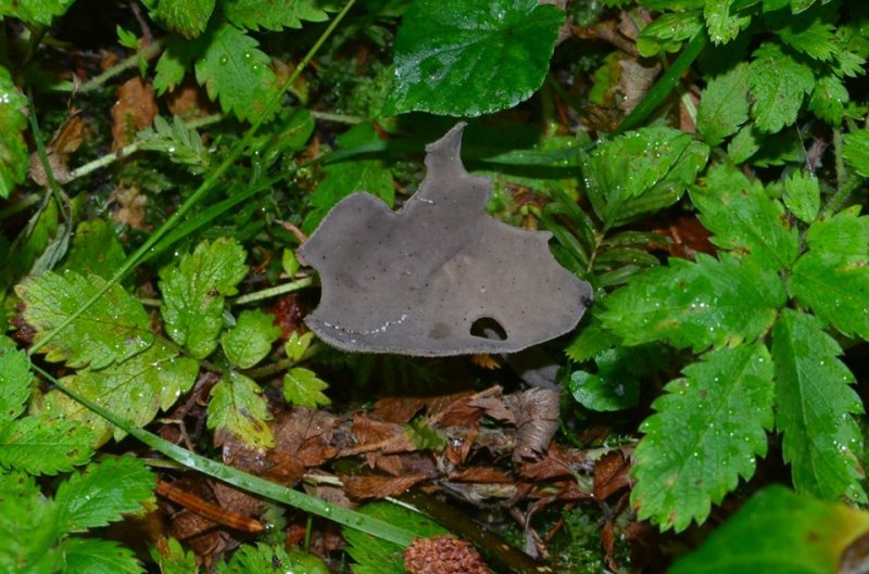 Helvella macropusPhotographer:  Chris Stretch