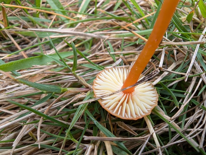 Hygrocybe aff. constrictosporaPhotographer: � David Mitchel